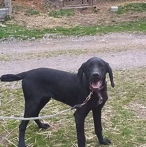 Meet your Posher, Frankie